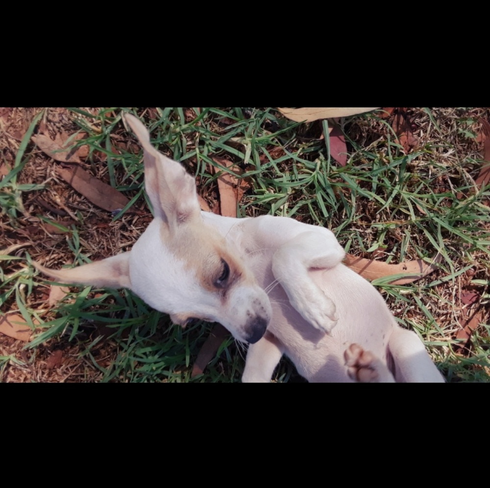 Meet your Posher, Reyna